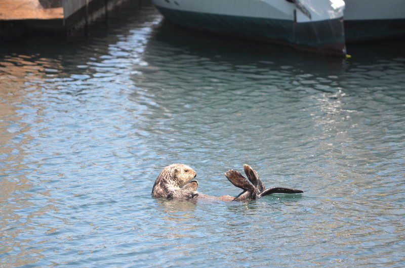 Harbor Otter
