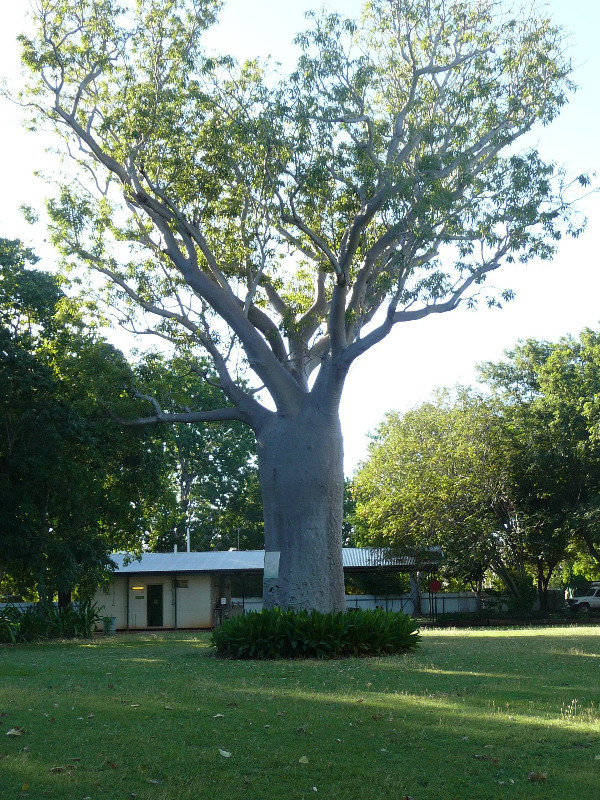 Boab at Timber Creek CP