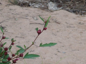 Rosella bush near our caravan