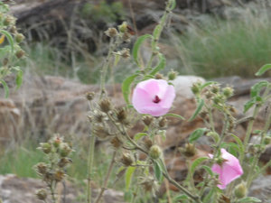 Stuart Desert Rose Pink