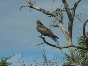 Black Falcon at roadworks