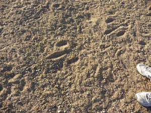 BIG footprints