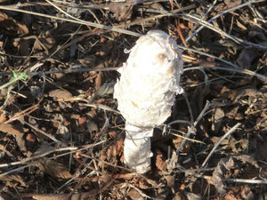 Fungus on roadside Gibb River Road