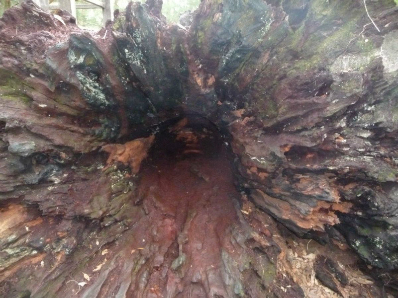 025 Tree root