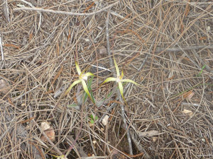 031 Spider orchid