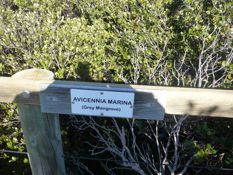 004 Identifying mangrove species