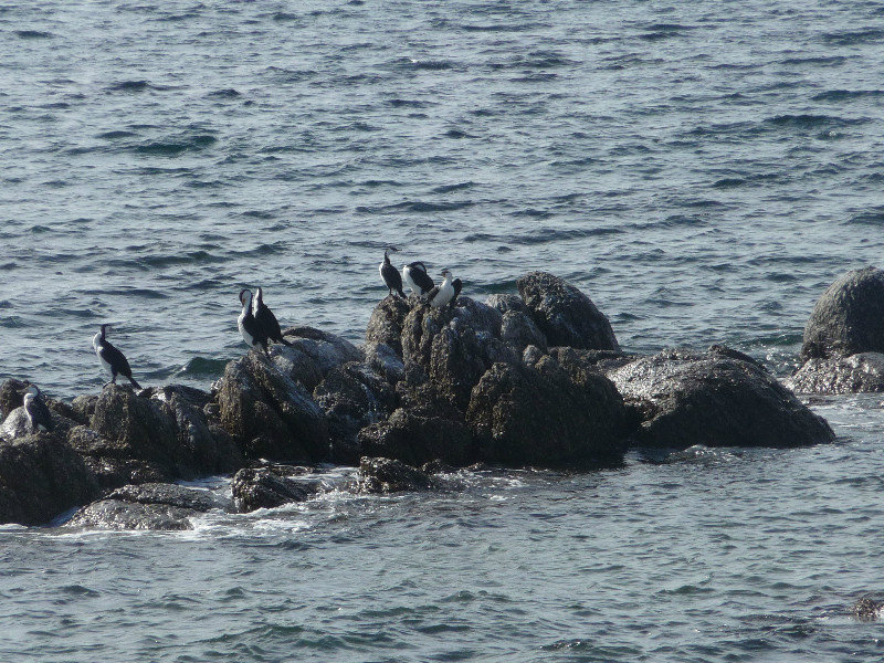 015 Cormorants at Louth Bay