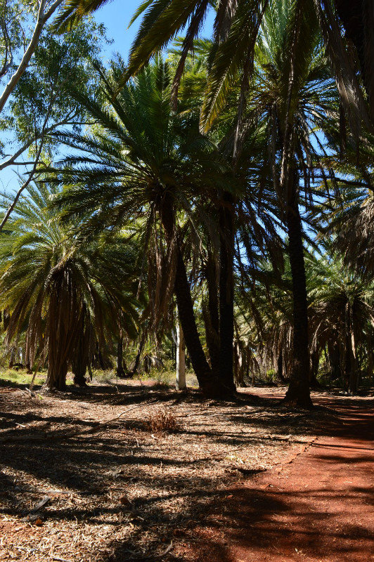 017 Native palms
