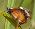 016.5 Butterfly