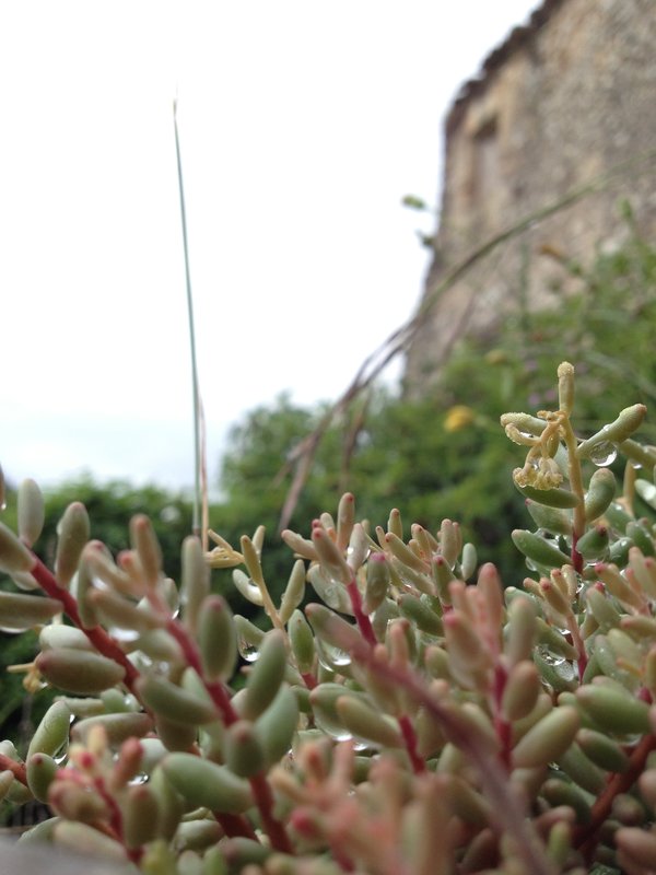 Plants at the castle