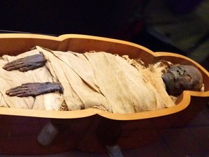 Ancient Egyptian mummy looks just like our preserved anatomy specimens ...