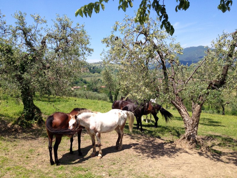 Meeting the next door neighbor's horses