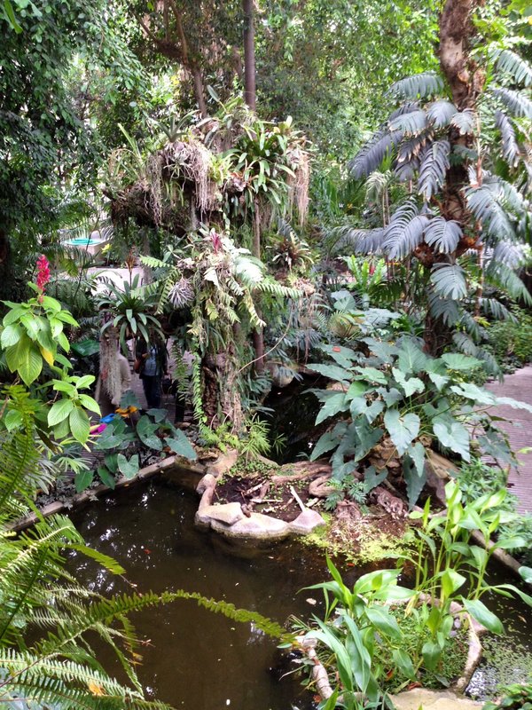 Tropical jungle -Jardin des Plantes 