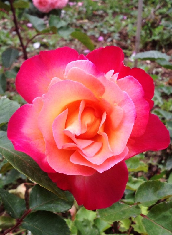 My mother's favorite rose  -Jardin des Plantes