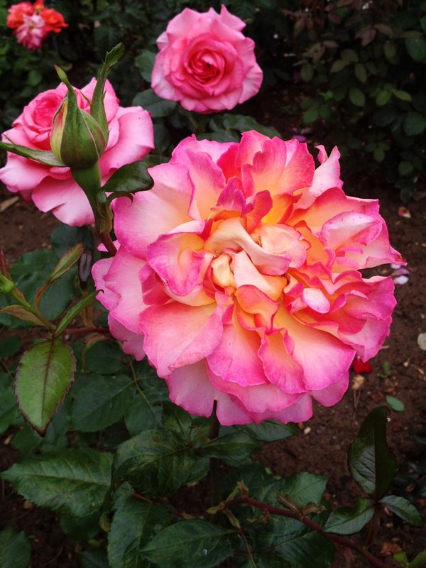 Rose 2  -Jardin des Plantes
