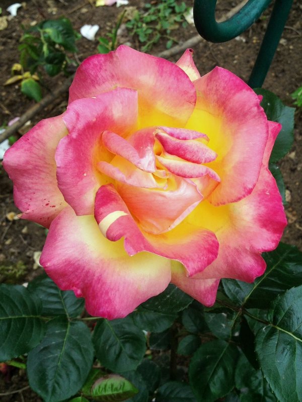 Rose 3  -Jardin des Plantes