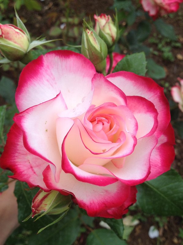 My favorite rose  -Jardin des Plantes