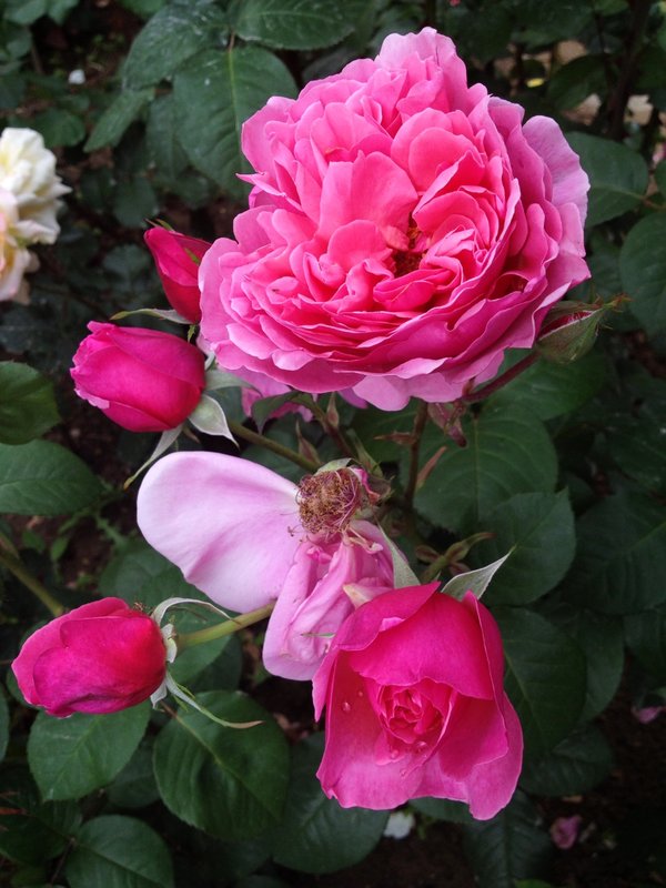 Rose life cycle  -Jardin des Plantes