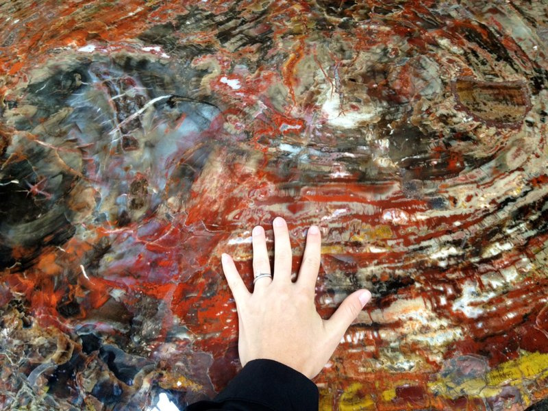My hand for scale on the cross section of the petrified wood stump  -Jardin des Plantes