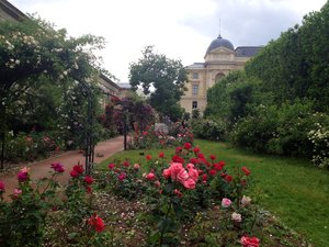 Rose garden  -Jardin des Plantes