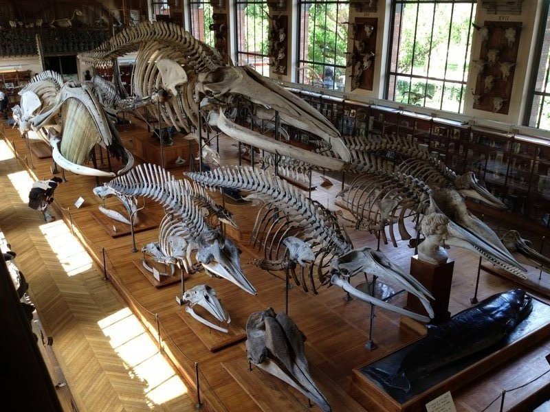 View from above the main floor -Galerie de paléontologie et d'anatomie comparée