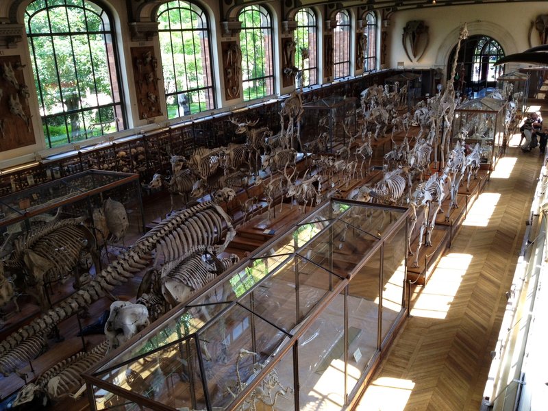 Lotta bones -Galerie de paléontologie et d'anatomie comparée