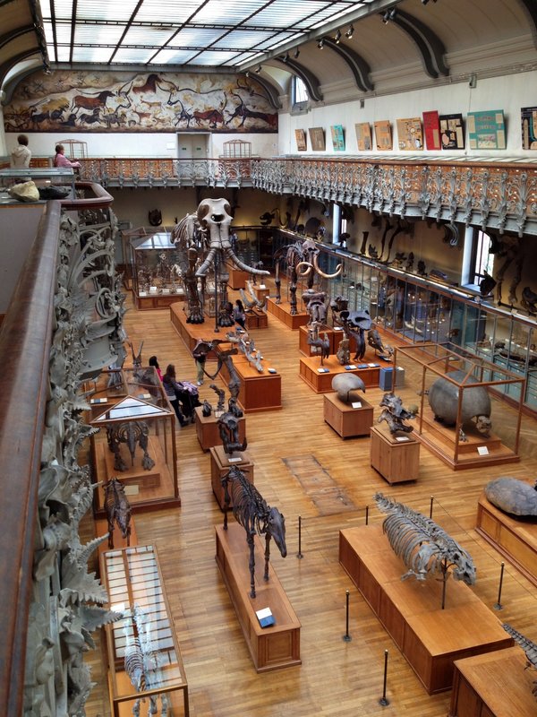 Extinct floor -Galerie de paléontologie et d'anatomie comparée