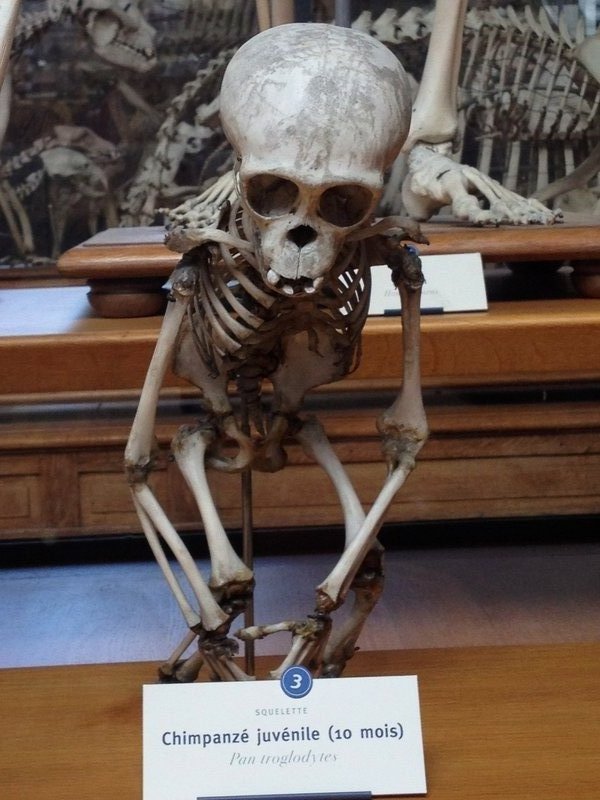 Baby chimpanzee with crazy teeth -Galerie de paléontologie et d'anatomie comparée