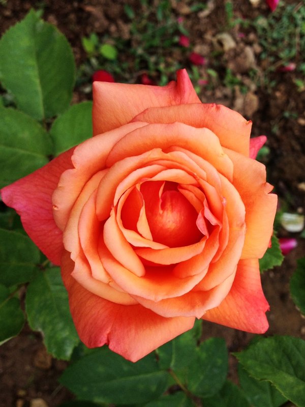 Rose 1 Jardin des Plantes 