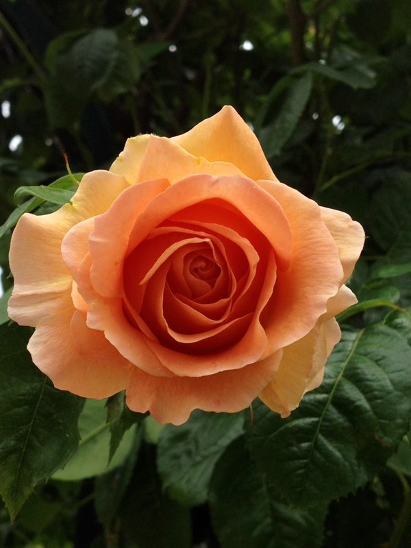 Rose 4 Jardin des Plantes