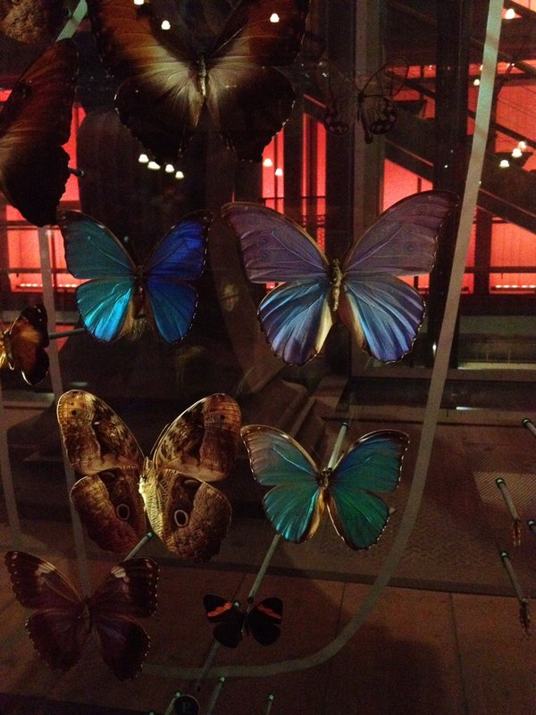 Butterfly display at the hall of evolution