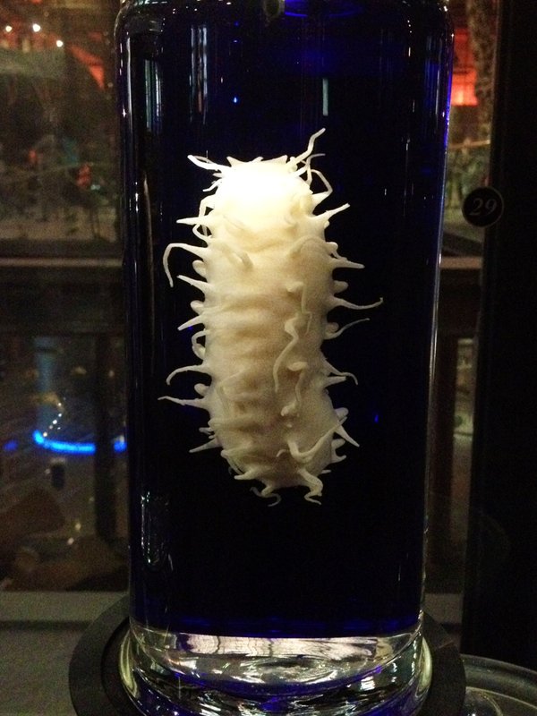 Sea creature at the hall of evolution
