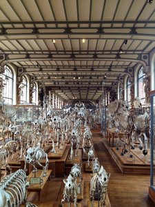 Museum of paleontology main room