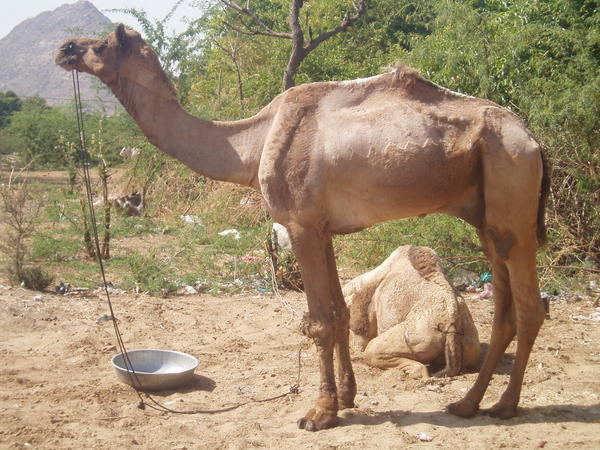More Camels