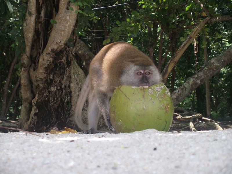 Monkey stealing our coconut