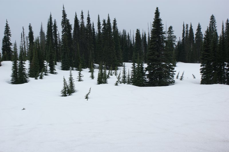 Snowy Meadow