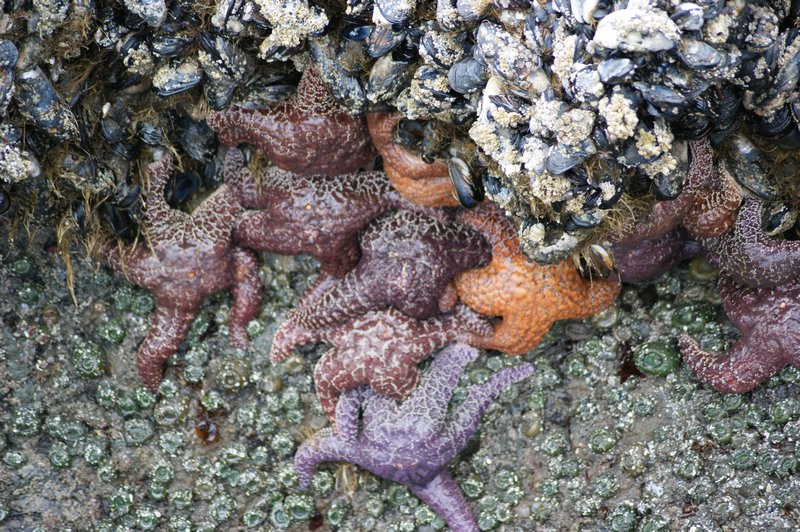 Starfish at Ruby Beach