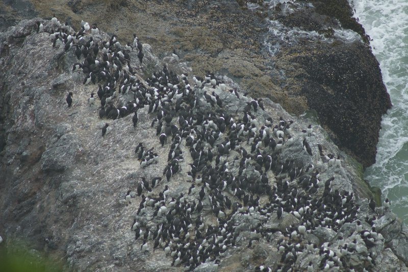 Puffin birds on cliff edge