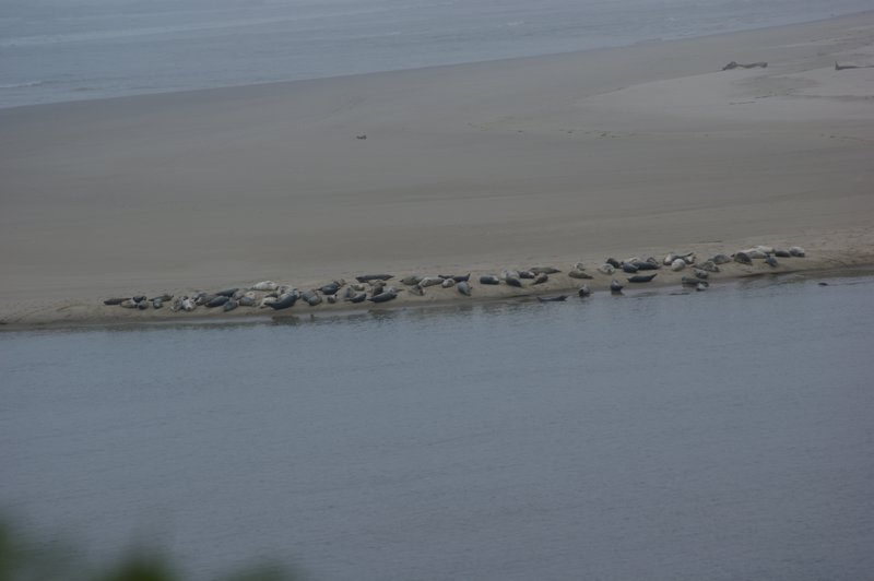 Sea lions on coast