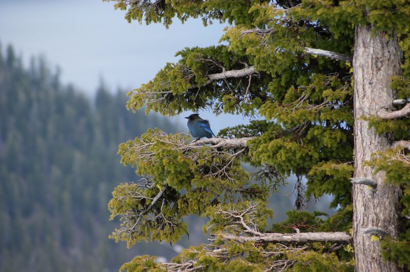 Bird taking in the view at Crater Lake