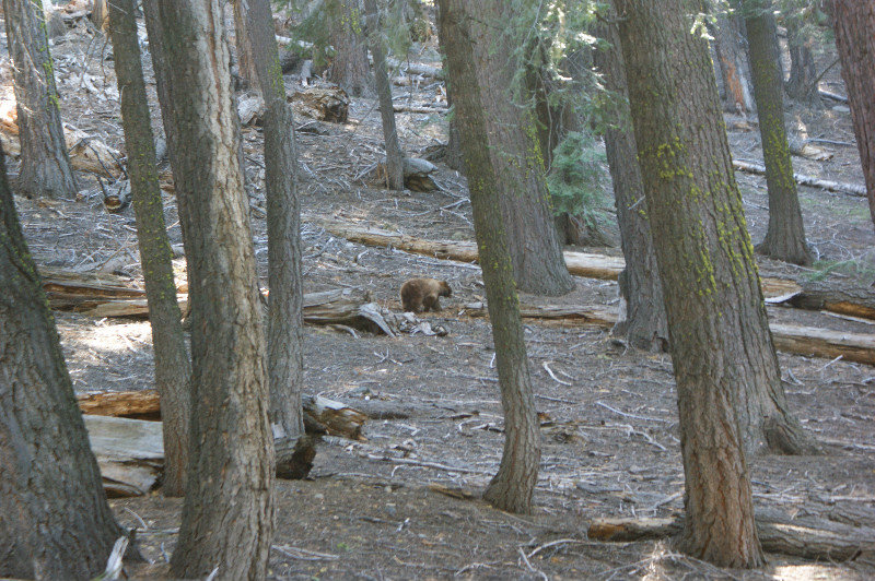 Brown Bear in Yosemite
