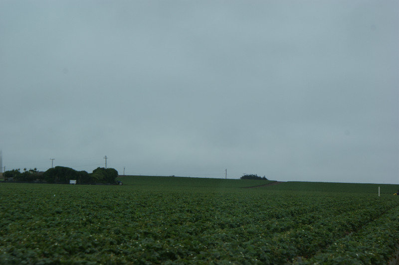 Strawberry fields at Zmudowski