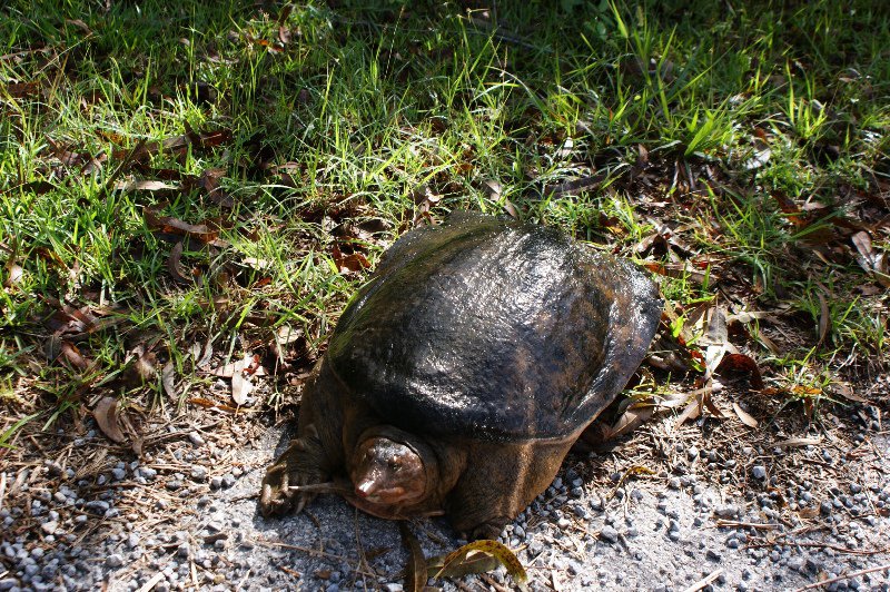 Turtle Crossing in the Everglades