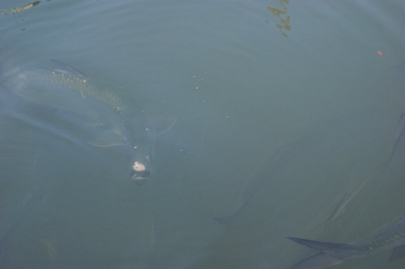 Feeding time with the tarpons