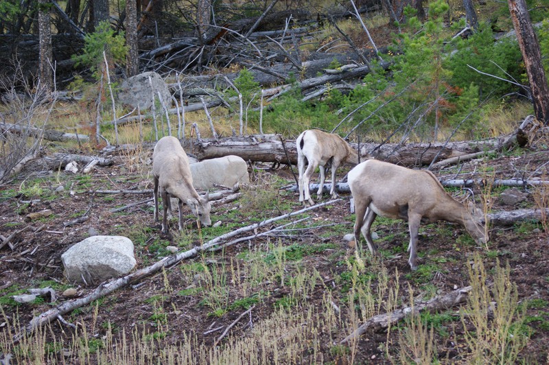 Mountain Goats or Rams