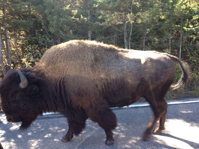 Getting close and personal with the bison ( from the safety of the truck)