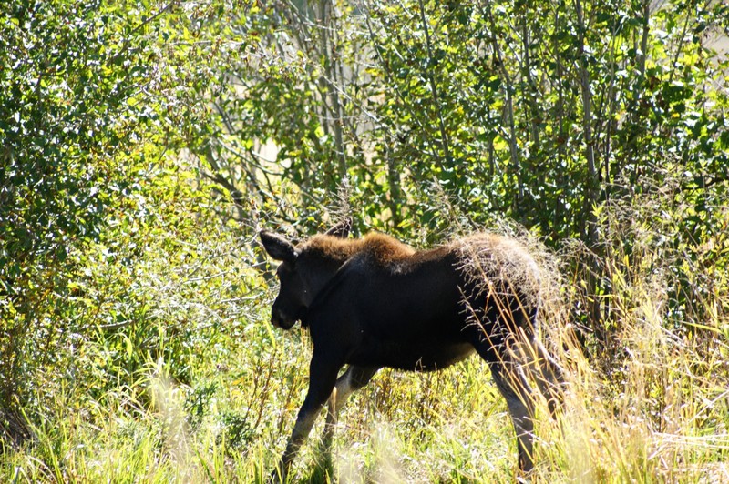 Baby moose