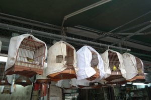 Bird Market
