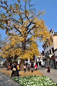 Old Gingko Tree