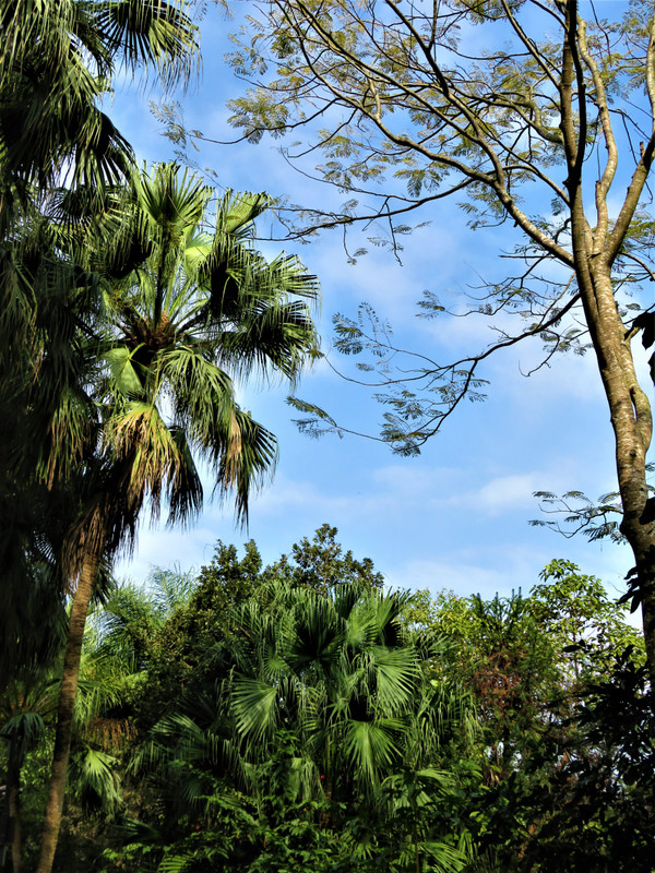 Palm Trees and Blue Sky 